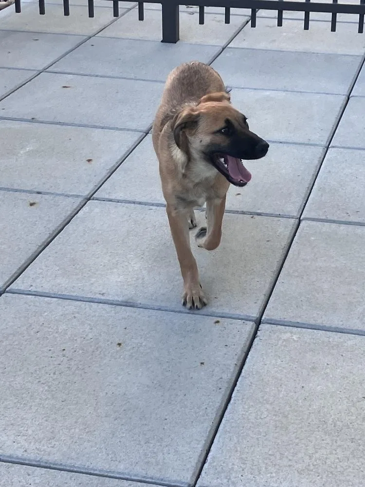 A baby medium-sized female Shepherd dog named Tawny for adoption in Thornton, CO