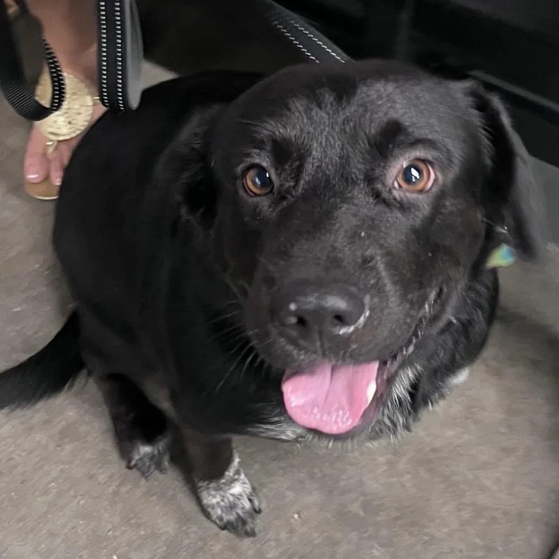 An adult large-sized male Black Labrador Retriever dog named Samson for adoption in Tampa, FL