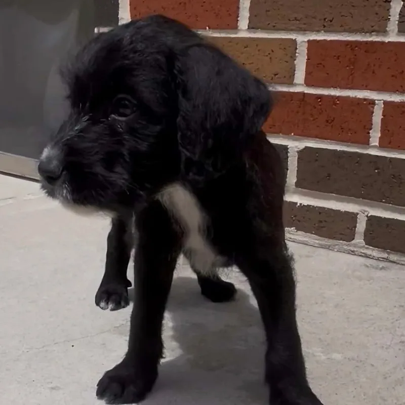 A baby small-sized female Black Labrador Retriever dog named Haya for adoption in Houston, TX