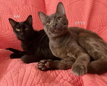 A baby small-sized male Gray / Blue / Silver Domestic Short Hair cat named Otto for adoption in New York, NY