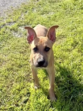 A baby medium-sized male Mixed Breed dog named Scrappy for adoption in Maryville, TN