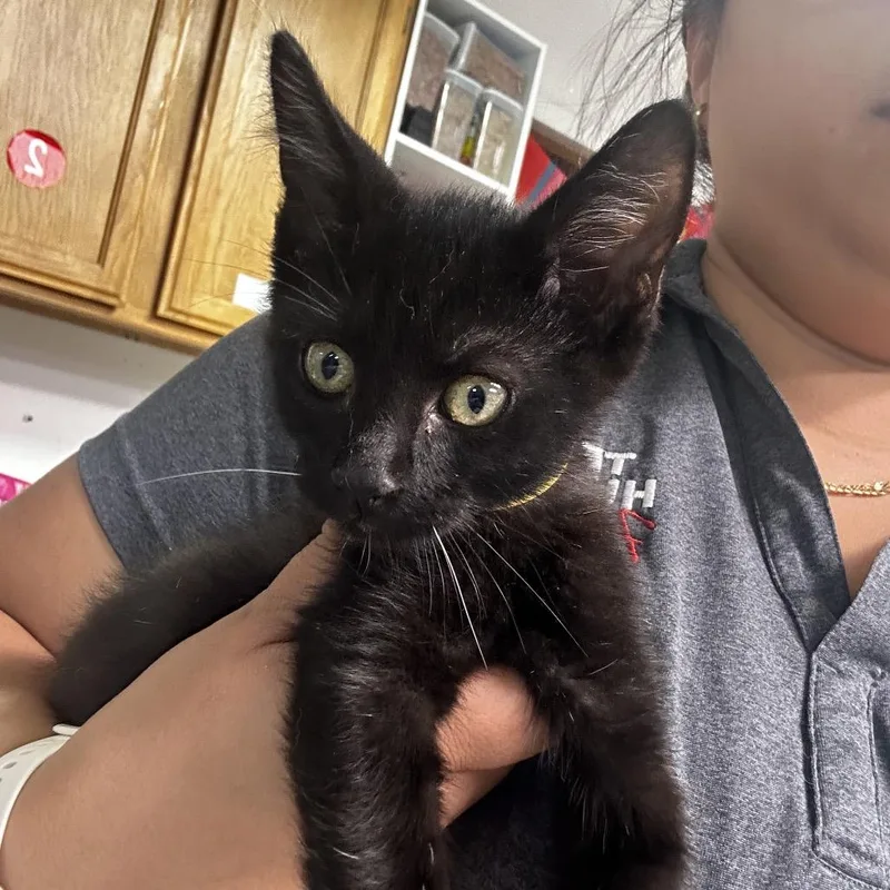 A baby small-sized male Black Domestic Short Hair cat named Elroy for adoption in Leander, TX