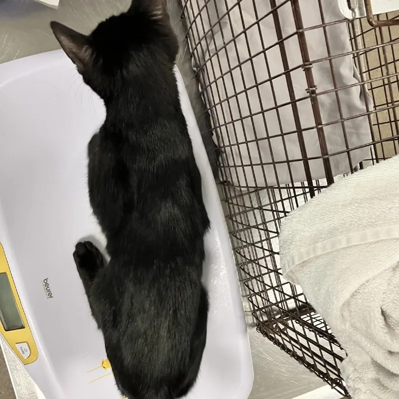 A young small-sized male Black Domestic Short Hair cat named Nicky for adoption in Las Cruces, NM