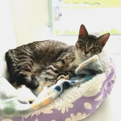 An adult small-sized female Domestic Short Hair cat named Patricia! for adoption in Wheaton, IL