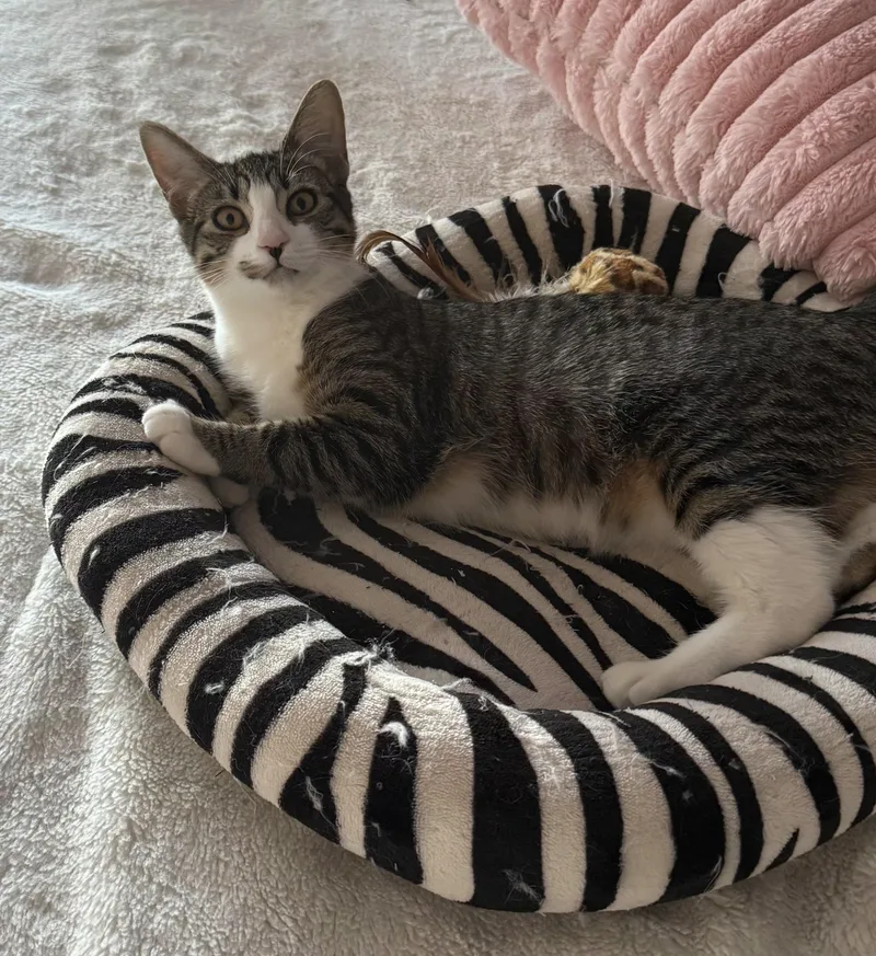 A young medium-sized female Tabby (Gray / Blue / Silver) Domestic Short Hair cat named Sansa and Greyworm for adoption in Flushing, NY