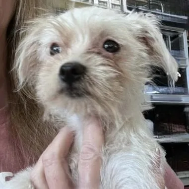 A baby small-sized female Yellow / Tan / Blond / Fawn Maltese dog named Alex Caruso for adoption in Broken Arrow, OK