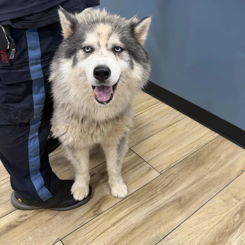 An adult medium-sized male Black Husky dog named AHNJStray for adoption in Newark, NJ