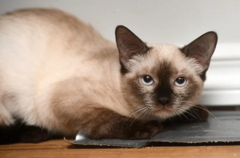 A baby large-sized male Seal Point Domestic Short Hair cat named Arlo and Aoife for adoption in Seattle, WA
