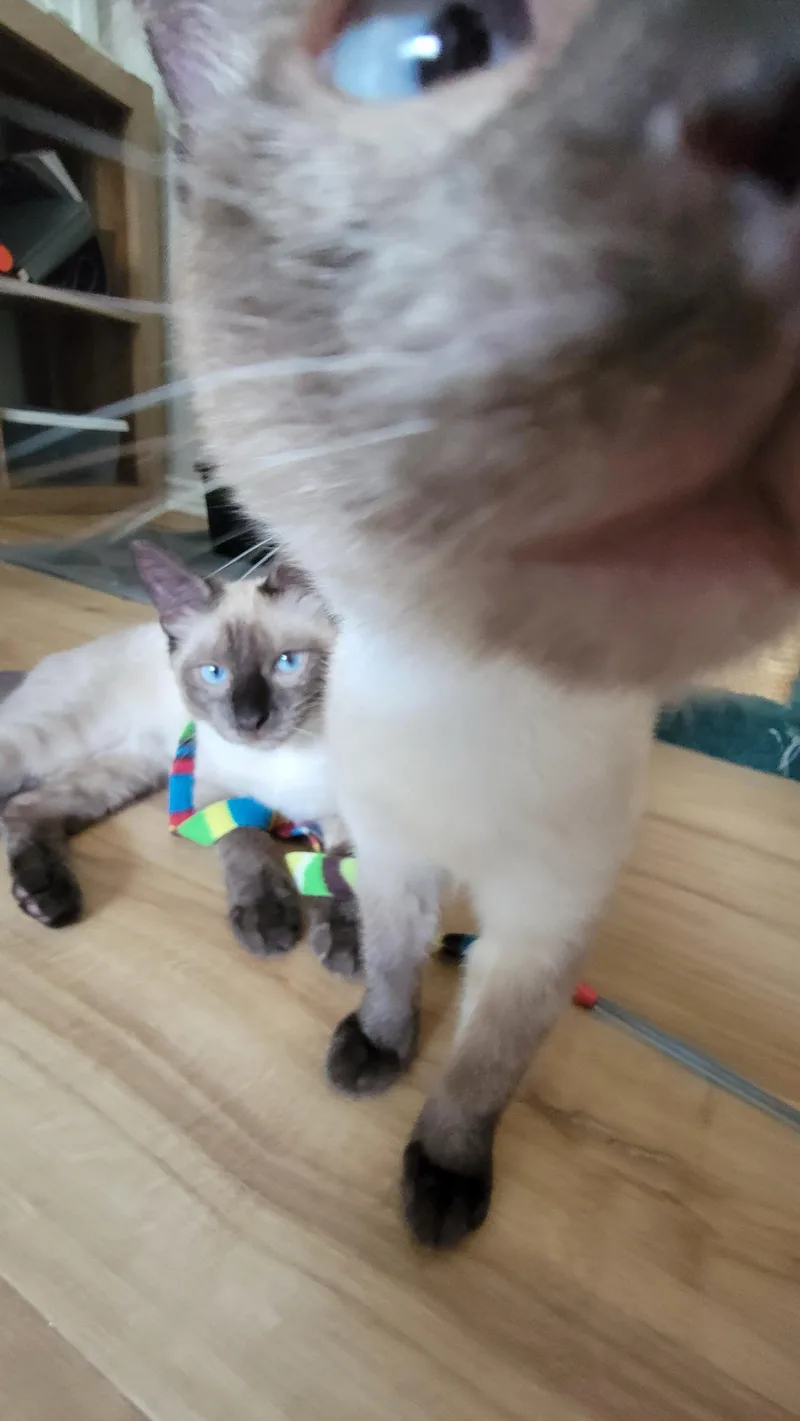 Arlo and Aoife thumbnail 2