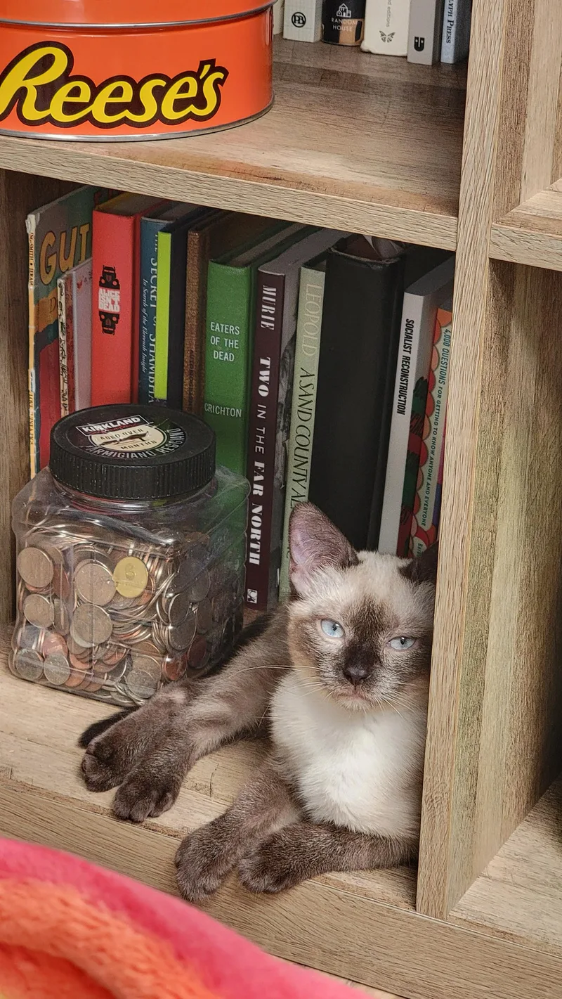 Arlo and Aoife thumbnail 3