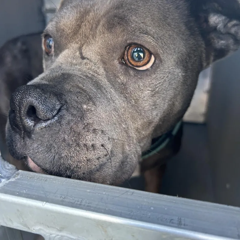An adult medium-sized female Gray / Blue / Silver Pit Bull Terrier dog named Poppyseed for adoption in Greensboro, NC