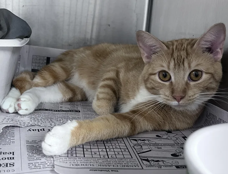 A young medium-sized female Tabby (Orange / Red) Domestic Short Hair cat named Tulip for adoption in Youngstown, OH