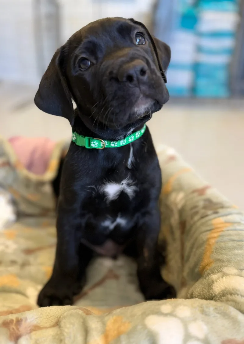 A young medium-sized male Cane Corso dog named Onyx for adoption in Glendale, AZ