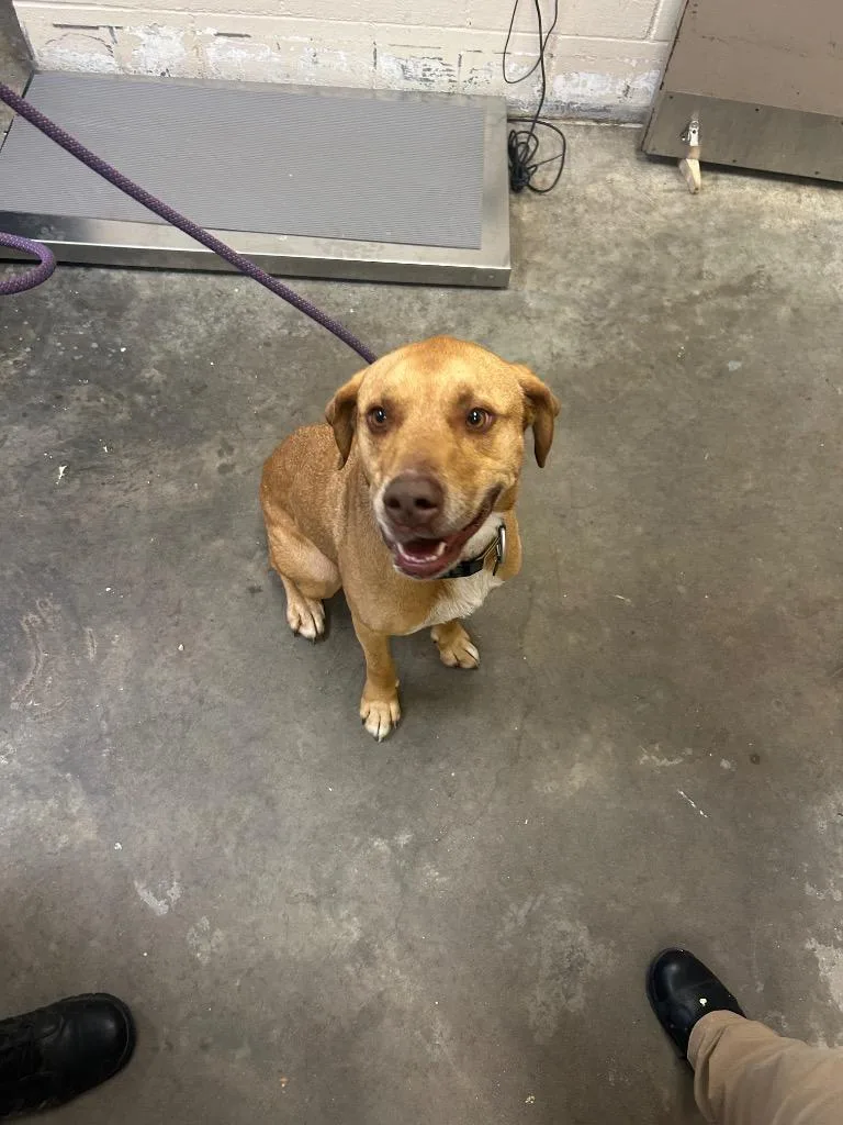 An adult medium-sized male Mixed Breed dog named Donnie for adoption in Clarksville, TN