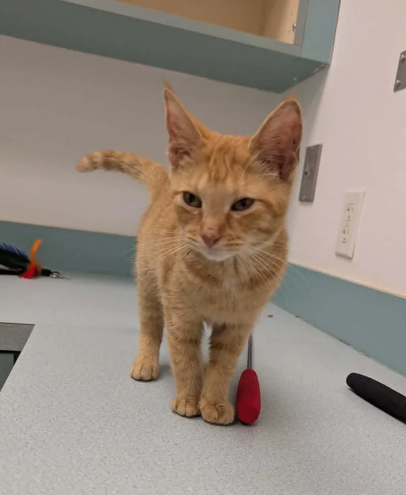 A baby medium-sized female Tabby (Orange / Red) Domestic Short Hair cat named Layla for adoption in South Bend, IN