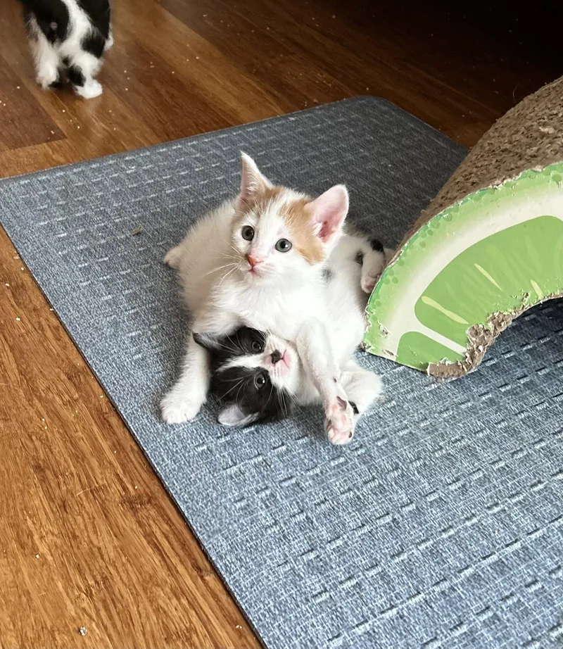 A baby medium-sized female Black & White / Tuxedo Domestic Short Hair cat named Neapolitan for adoption in Walled Lake, MI