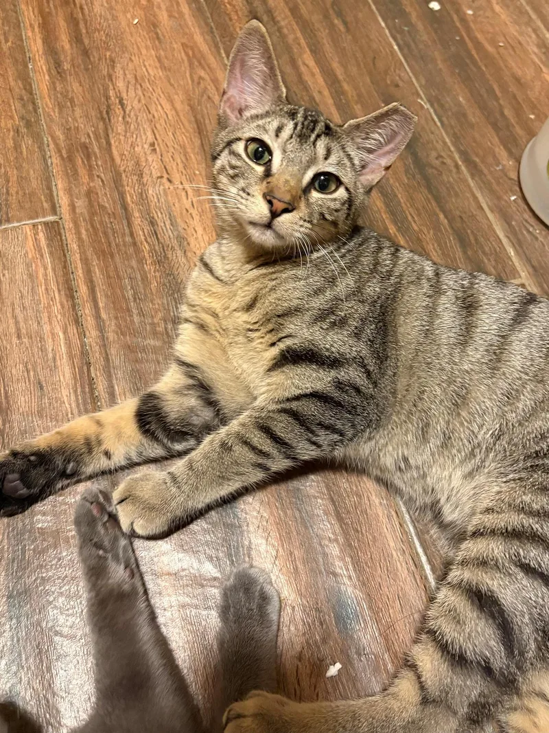 A baby medium-sized male Tabby (Brown / Chocolate) Domestic Short Hair cat named Binx Porter for adoption in Philadelphia, PA