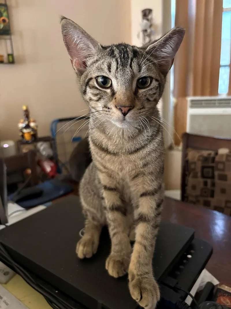 Binx Porter thumbnail 2