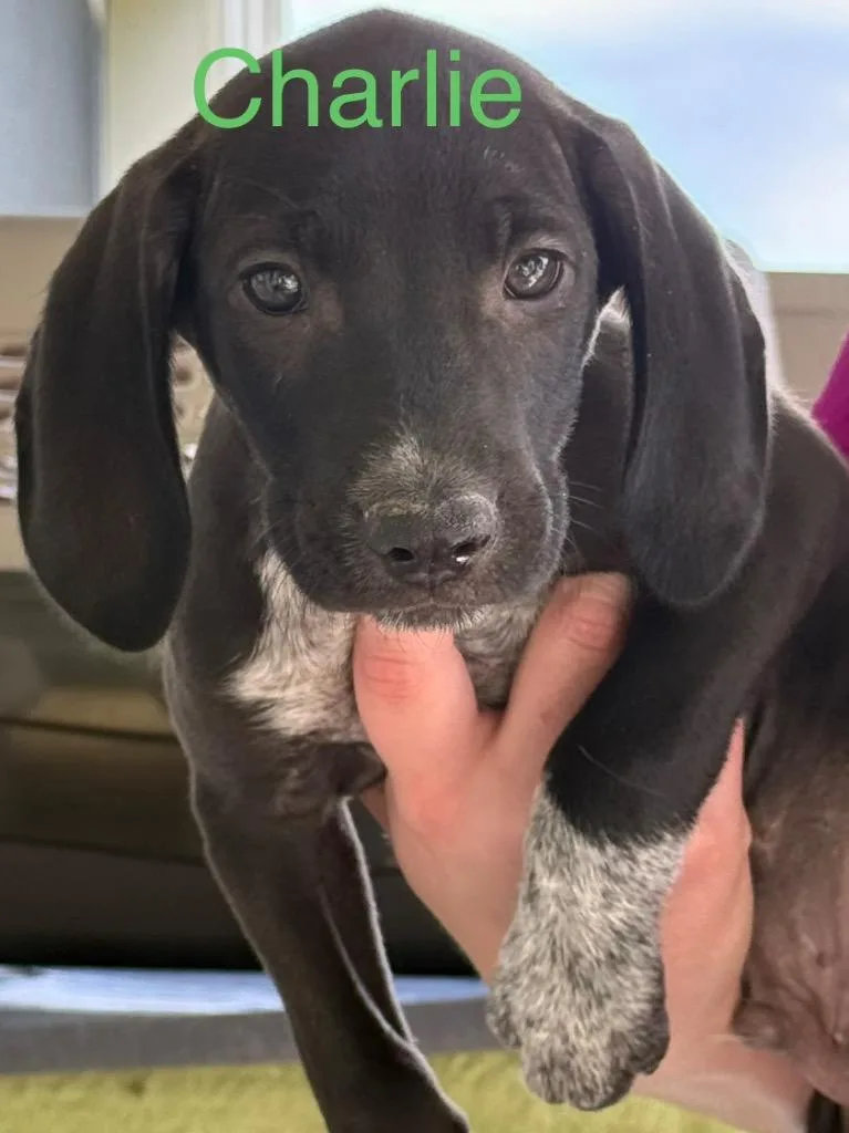 A baby medium-sized male Hound dog named Charlie for adoption in Saint Francisville, LA