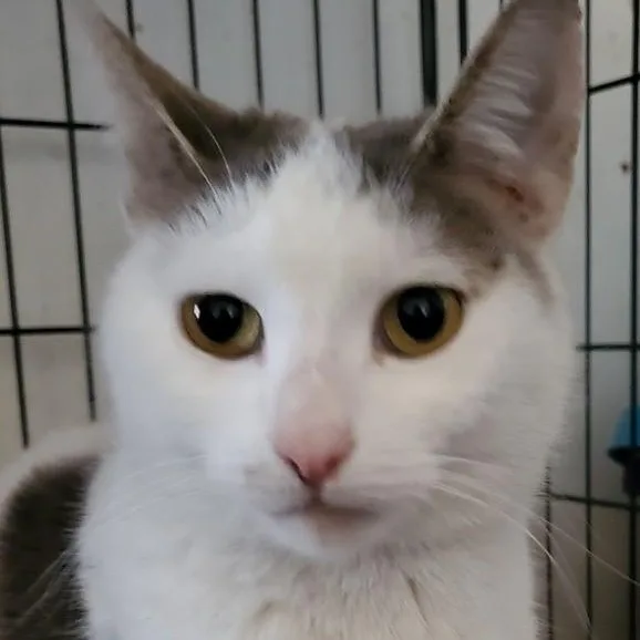 An adult small-sized female White Domestic Short Hair cat named Rose for adoption in Paterson, NJ