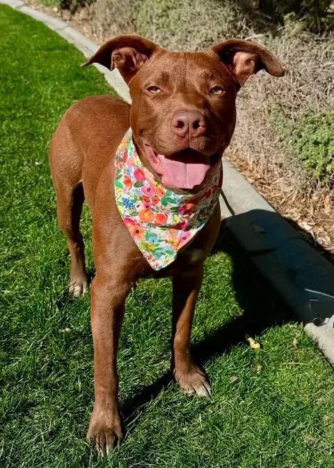 A young medium-sized female Red / Chestnut / Orange Pit Bull Terrier dog named Mia for adoption in Gardnerville, NV
