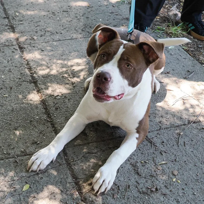 A young medium-sized female Brown / Chocolate Pit Bull Terrier dog named Mandy for adoption in Point Richmond, CA
