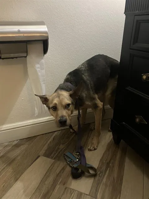 An adult medium-sized male Mixed Breed dog named Boomer for adoption in Dallas, TX