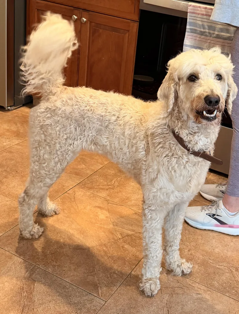 An adult medium-sized male Golden Goldendoodle dog named Kash for adoption in Eatontown, NJ