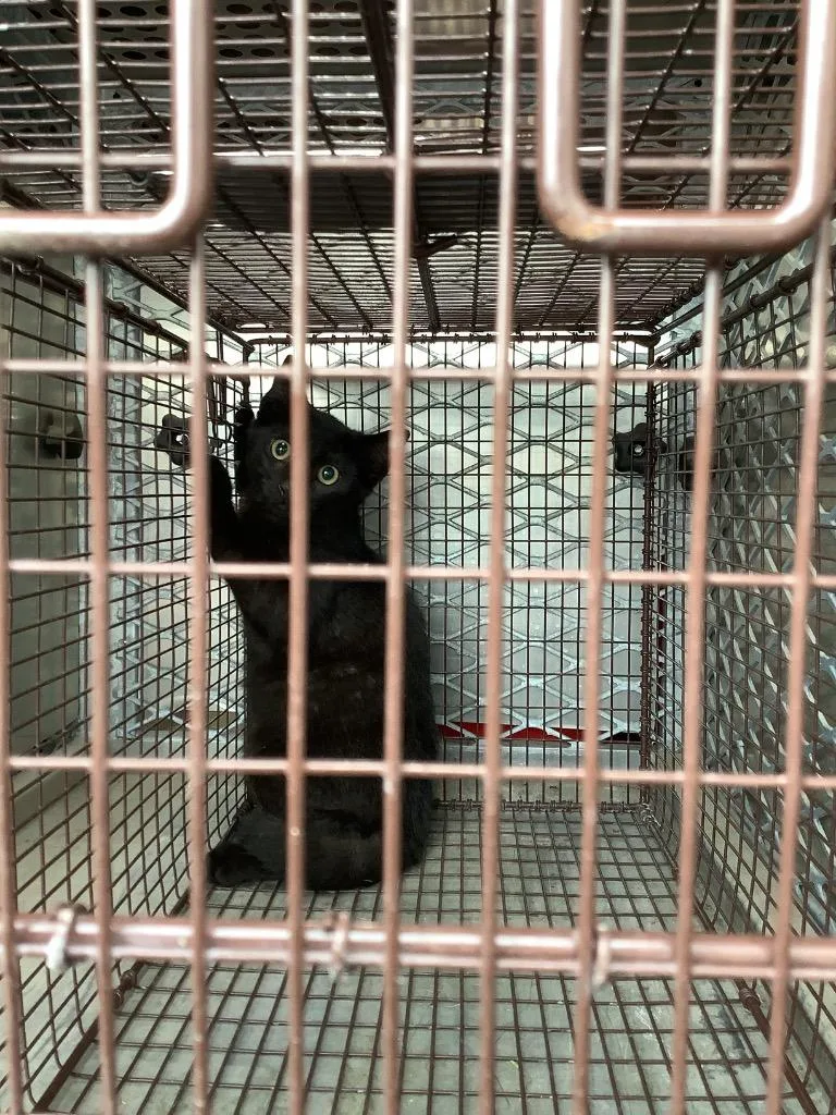 A young small-sized male Domestic Short Hair cat named Zipper for adoption in New Braunfels, TX