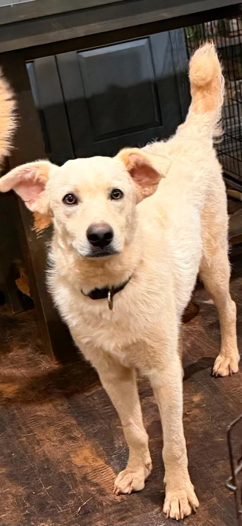 A young large-sized male Great Pyrenees dog named Justice for adoption in New Baltimore, MI