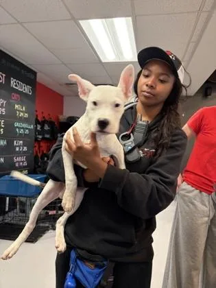 A baby medium-sized male Mixed Breed dog named Louis for adoption in West Chester, PA