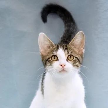 A baby medium-sized male Tabby (Brown / Chocolate) Domestic Short Hair cat named Hank for adoption in Maynardville, TN