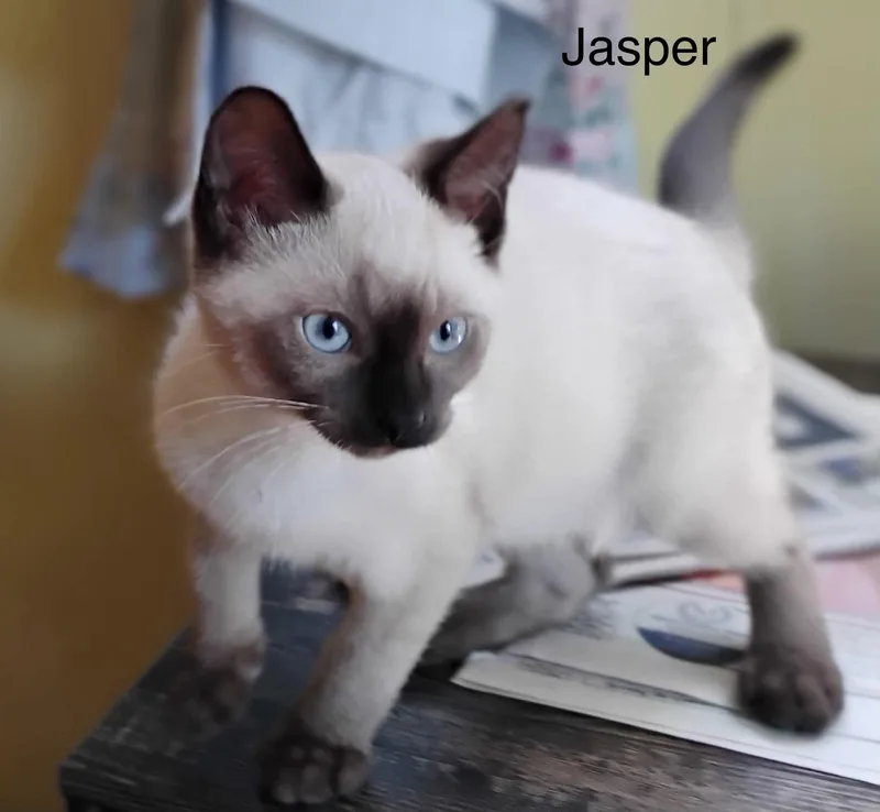 A baby medium-sized male Chocolate Point Siamese cat named Jasper for adoption in Wyandotte, MI