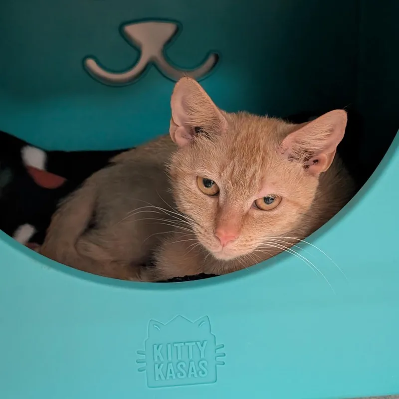 Pleakley thumbnail 2