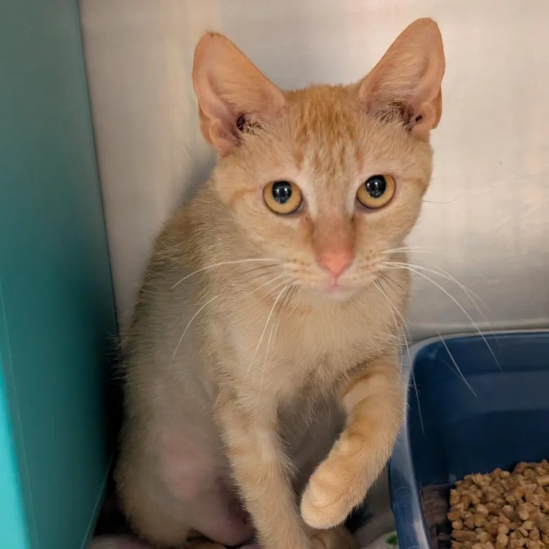 A young medium-sized female Orange / Red Domestic Short Hair cat named Pleakley for adoption in Titusville, FL