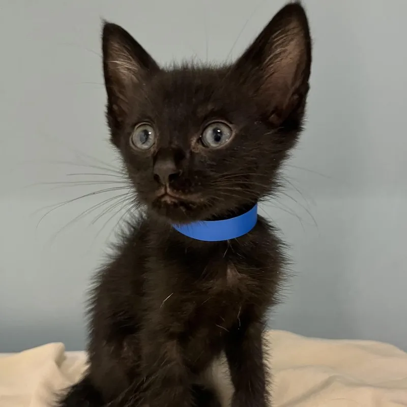 A baby small-sized male Black Domestic Short Hair cat named Nightfall for adoption in Chattanooga, TN