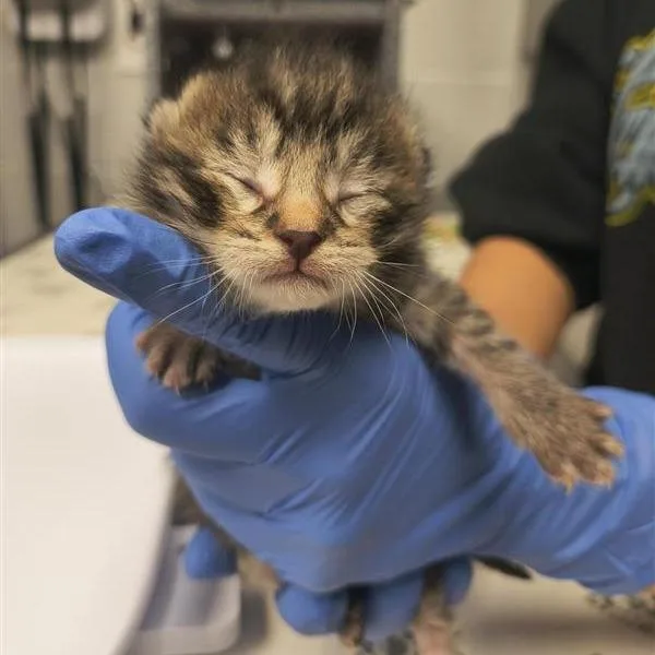 A baby small-sized male Brown / Chocolate Domestic Short Hair cat named Bubba for adoption in Birdsboro, PA