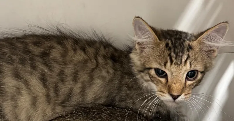 A baby medium-sized male Domestic Short Hair cat named Stanlee for adoption in Bloomington, IN