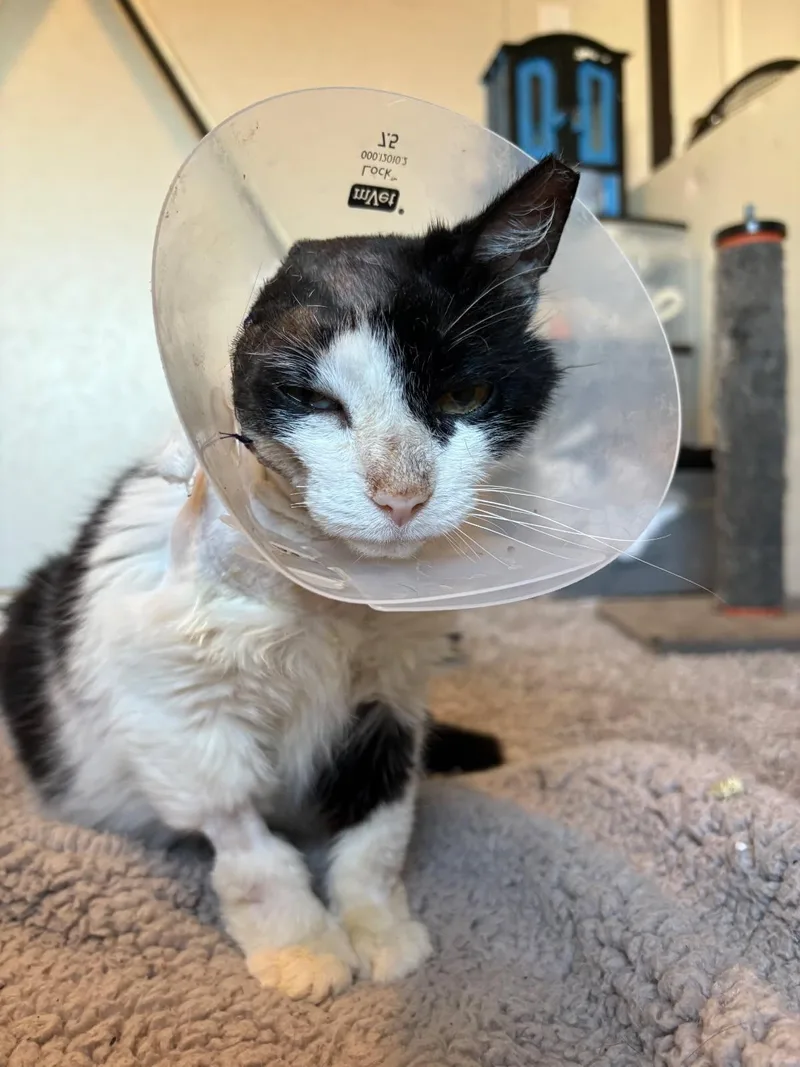 Ofelia   {super thumbnail 2