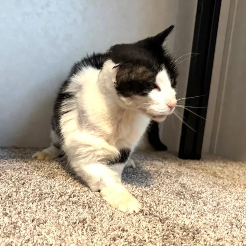 Ofelia   {super thumbnail 3