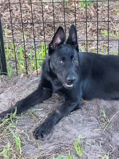 A young large-sized female Black German Shepherd Dog dog named Jetta for adoption in Delray Beach, FL