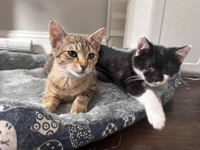 Theodore thumbnail 3