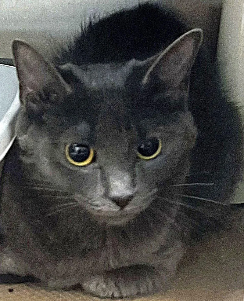 An adult medium-sized female Gray / Blue / Silver Domestic Short Hair cat named Jackson for adoption in Trenton, NJ