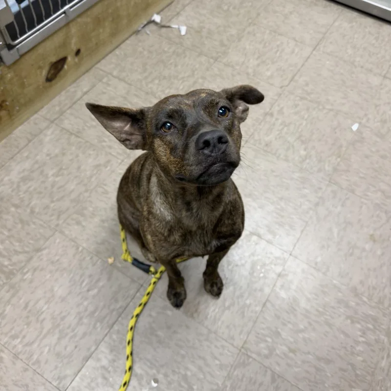 A young medium-sized female Plott Hound dog named Montana for adoption in Birmingham, AL