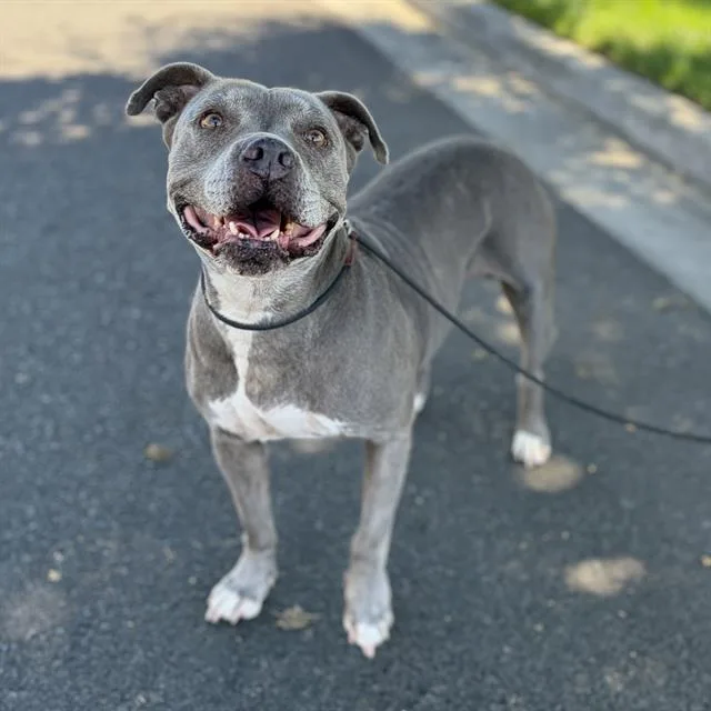 An adult large-sized female Pit Bull Terrier dog named Alizee for adoption in Modesto, CA