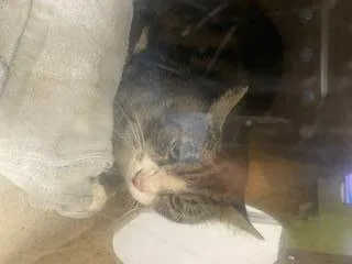 Kylo