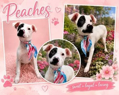 A baby small-sized female Australian Shepherd dog named Peaches for adoption in Seagoville, TX