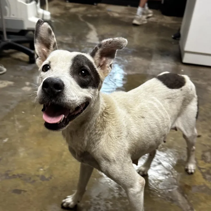 An adult medium-sized female White / Cream Australian Cattle Dog / Blue Heeler dog named Caramel Machiatto for adoption in Cleveland, MS