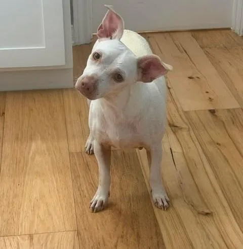 A baby small-sized female White / Cream Chihuahua dog named Nova for adoption in Vernon, CT