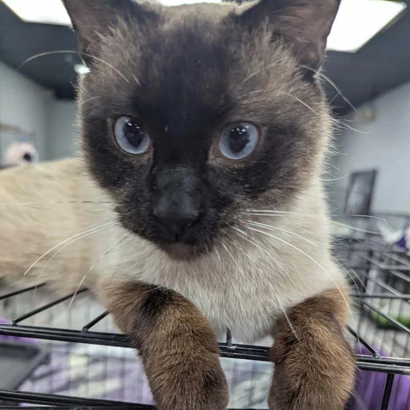 An adult small-sized male Siamese cat named Picasso for adoption in Springfield, MO